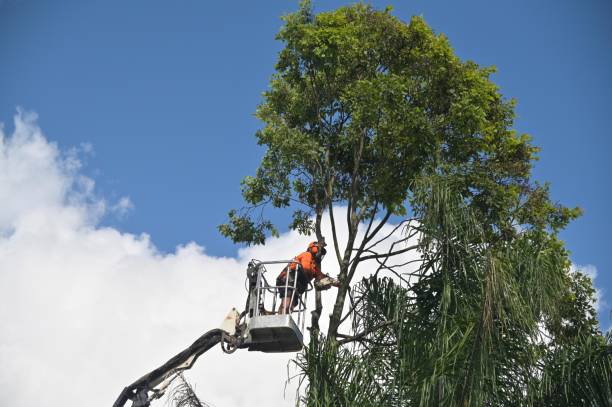 Best Leaf Removal  in USA